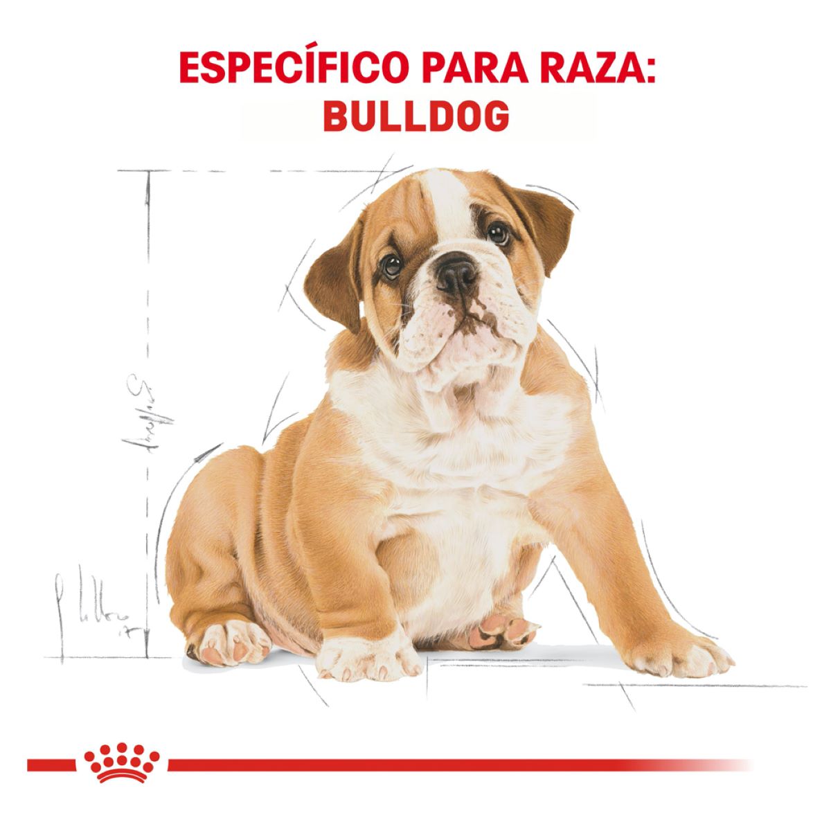 Royal Canin Bulldog Puppy - Alimento para Cachorro Royal Canin Bulldog Puppy - Alimento para Cachorro
